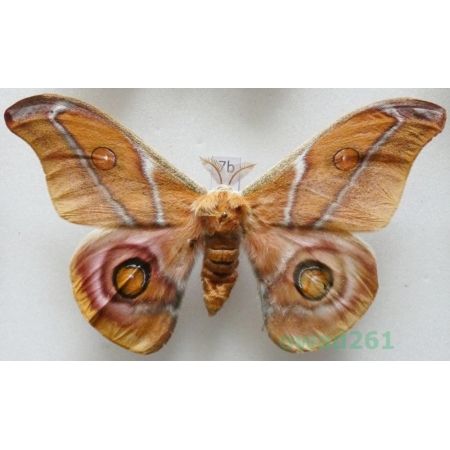 Antherina suraka (Boisduval, 1833) male ex. ovo Madagascar 96mm7b
